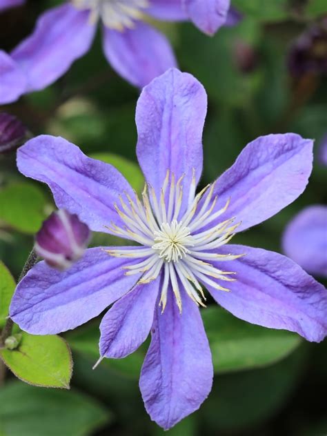 staudenclematis arabella|Stauden